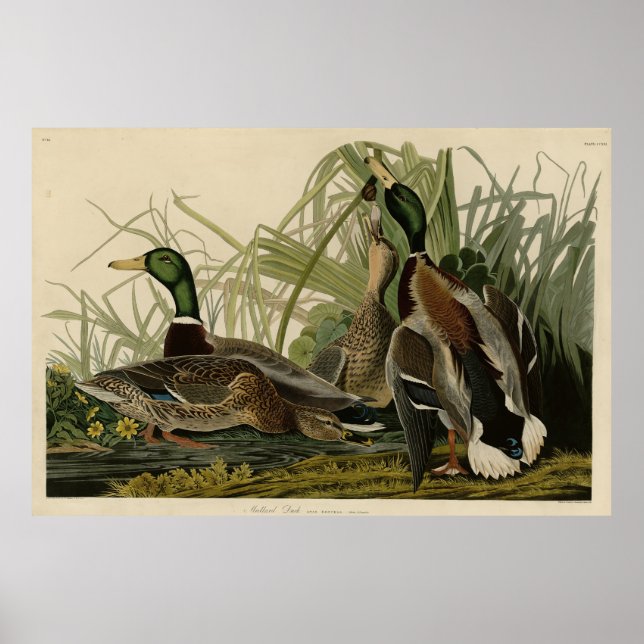 Poster Mallard Duck from Audubon's Birds of America (Devant)