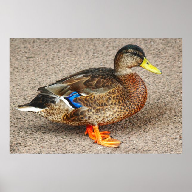 Poster Mallard Duck. Lac Roath Park, Cardiff, Pays de Gal (Devant)