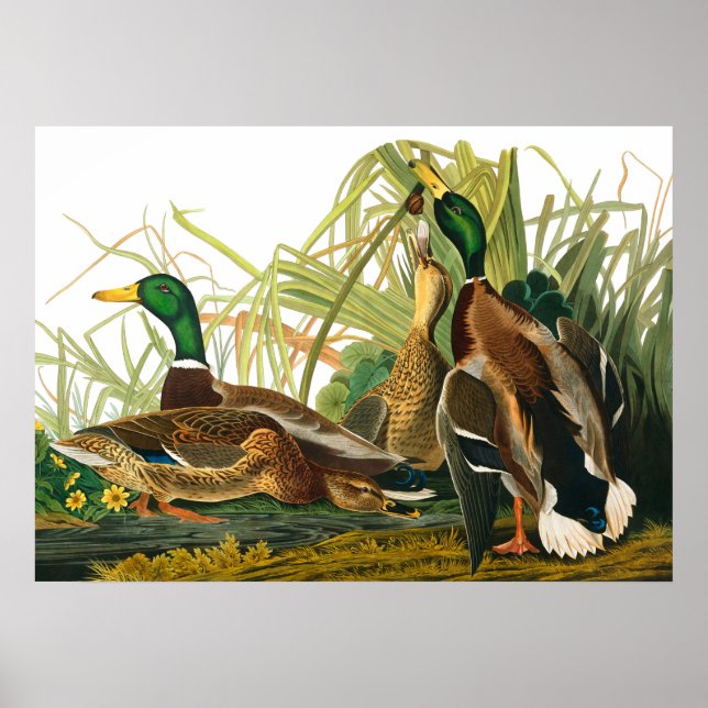 Poster Mallard Duck par John James Audubon (Devant)