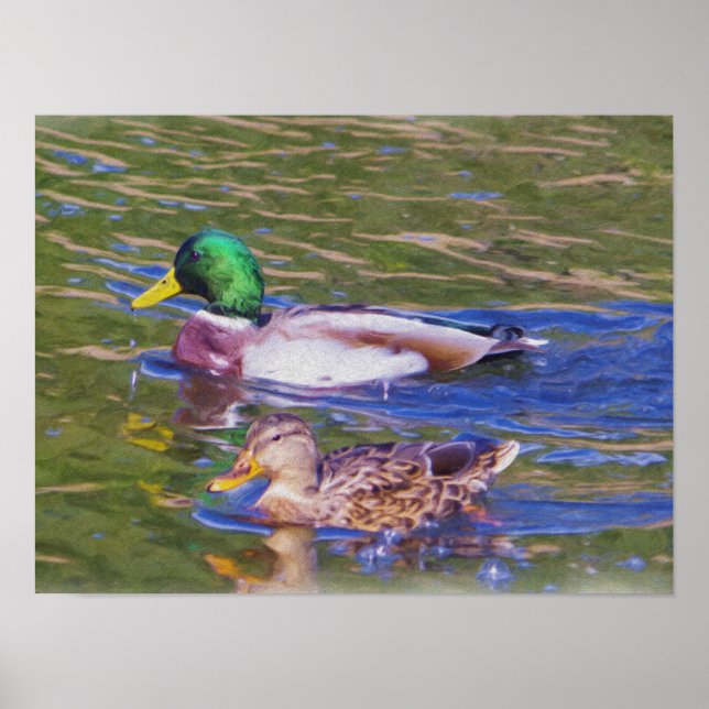 Poster Mallard Ducks (Devant)