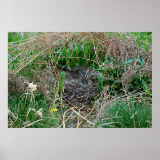 Poster Mallard en incubation d'oeufs