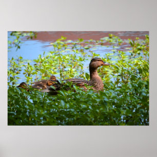 Poster Mallard et canettes-Natation par Shirley Taylor