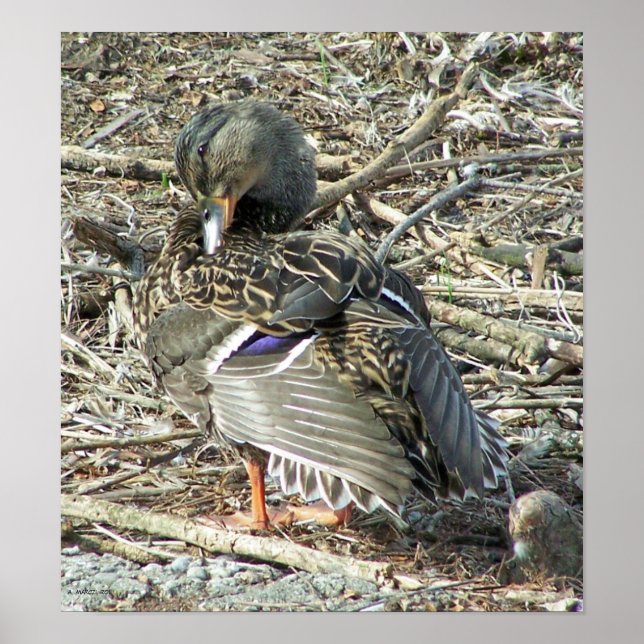 Poster Mallard-hen Monroe (Devant)