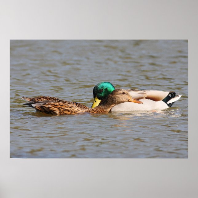 Poster Mallards (Devant)