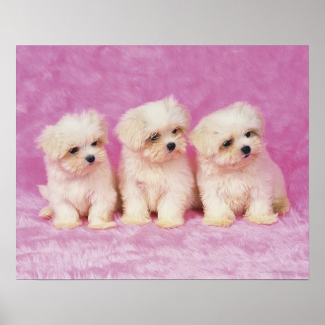 Poster Maltese Dog ; est une petite race de chien blanc q (Devant)