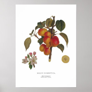 Poster Malus domestica