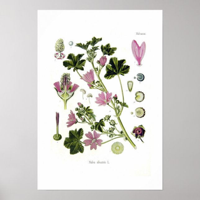 Poster Malva silvestris (Devant)