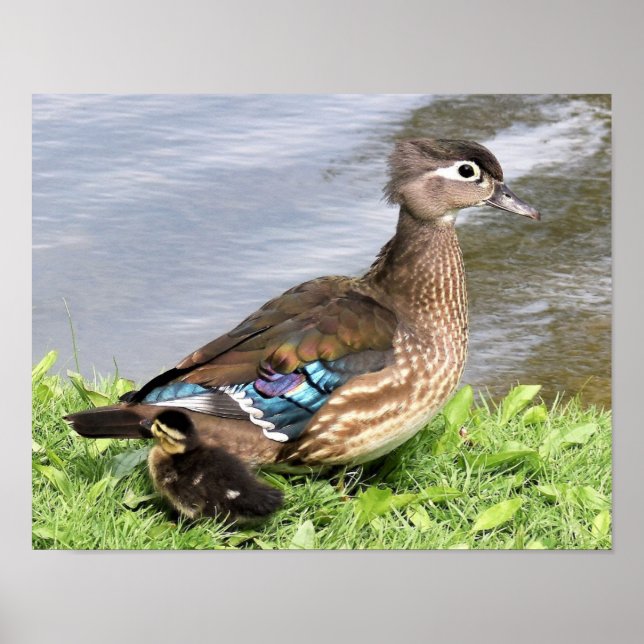Poster Maman Canard de bois avec canard (Devant)