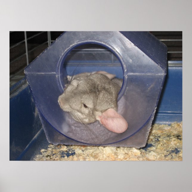 Poster Maman Chinchilla attrape quelques Zzzz (Devant)
