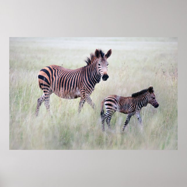 Poster Maman et bébé Zebra (Devant)