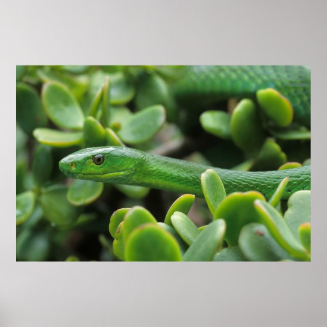 Poster Mamba verte orientale (Dendroaspis Angusticeps) (Devant)