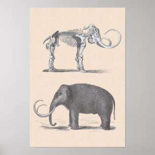Poster Mammouth laineux et squelette Animaux préhistoriqu