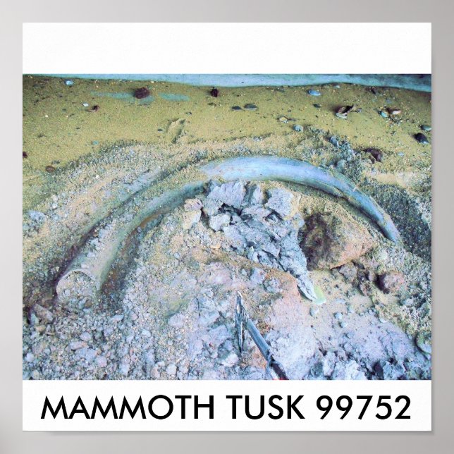 Poster mammouth tusk (2), MAMMOTH TUSK 99752 (Devant)