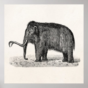 Poster Mammouths Wooly d'illustration vintage de mammouth