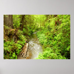 Poster Man Creek II perdu dans le parc national Redwood