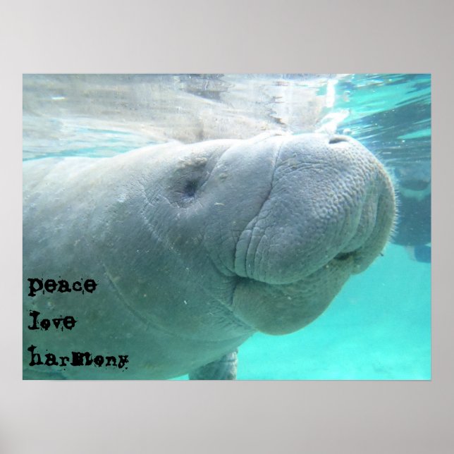 Poster Manatee (Devant)