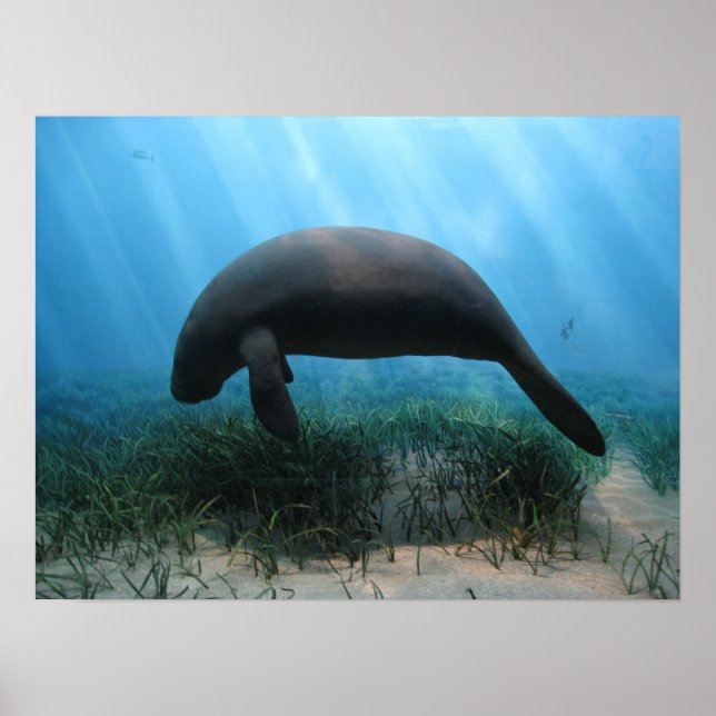 Poster Manatee (Devant)
