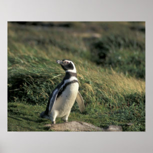 Poster Manchot de Magellan (Spheniscus magellanicus),