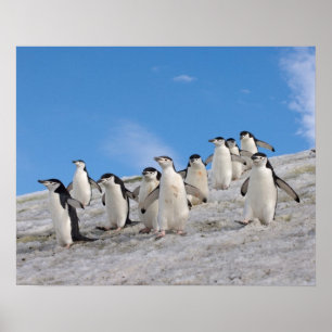 Poster Manchots à Collier Pygoscelis Antarctica