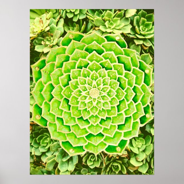 Poster Mandala Green Gold Abstrait Photographie Succulent (Devant)