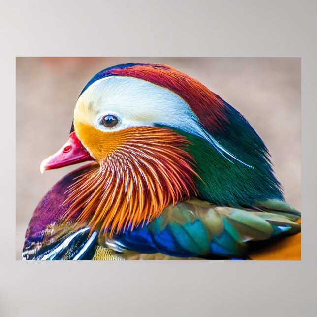 Poster Mandarin Canard Beau (Devant)