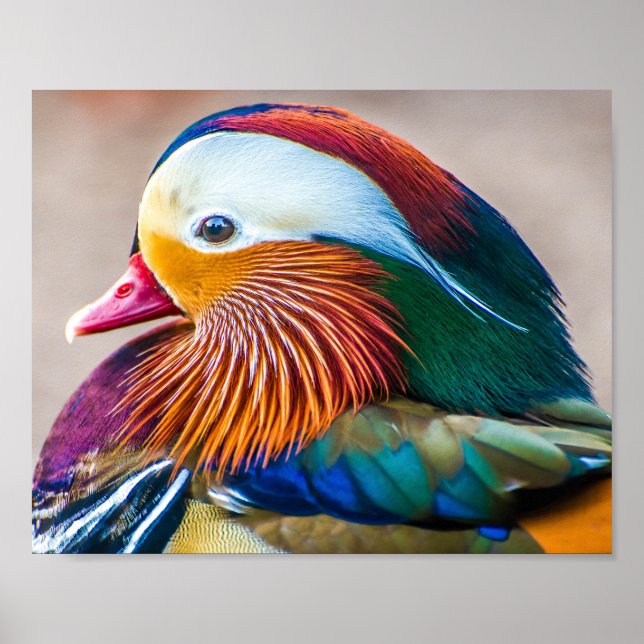 Poster Mandarin Canard Fermer Portrait (Devant)