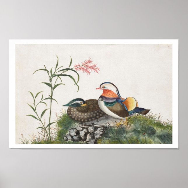 Poster Mandarin Canard peinture chinoise (Devant)