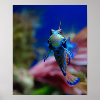 Poster Mandarinfish