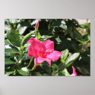 Poster Mandevilla rose