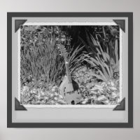 Mandolin Iris Garden Photographie noir et blanc