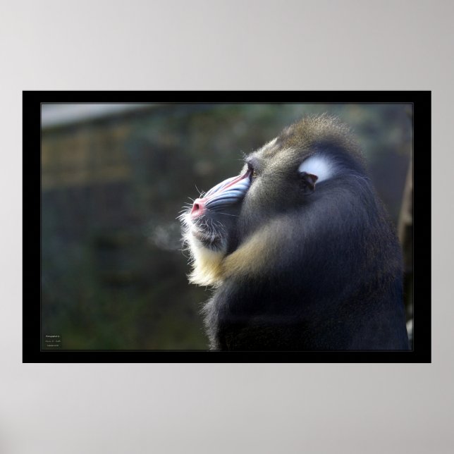 Poster Mandrill (Devant)