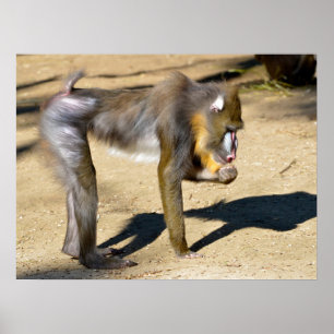 Poster Mandrill standing on ground 