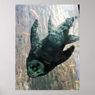 Poster Mangeur d'algues dans un aquarium.