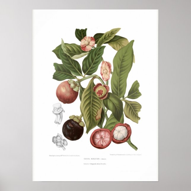 Poster Mangosteen violet (Devant)