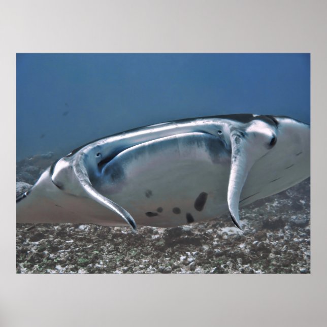 Poster Manta - Gros plan (Devant)