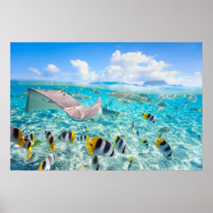 Poster Manta Ray
