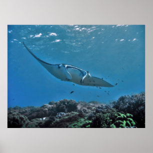 Poster Manta sur le récif