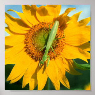 Poster Mante de prière en tournesol