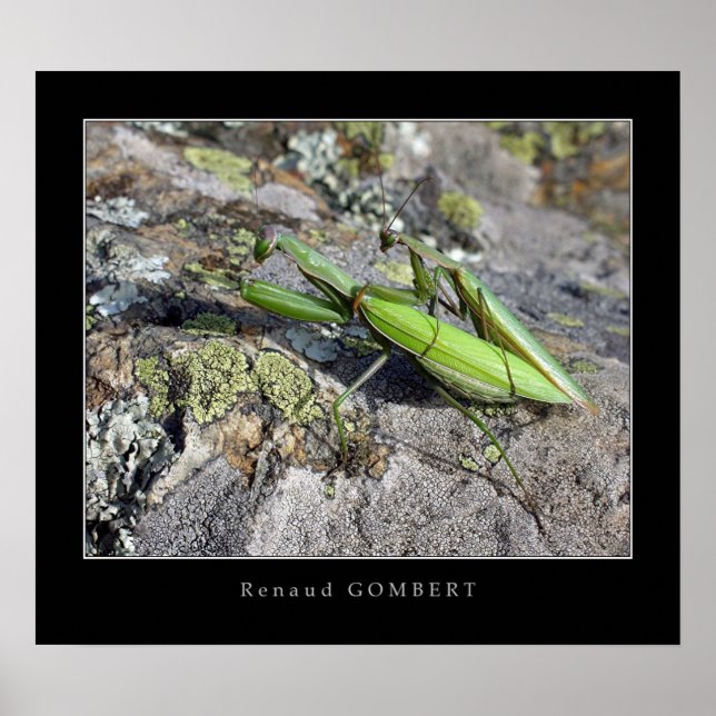 Poster Mante Religieuse (Devant)