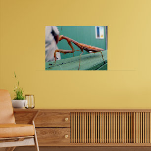 Poster Mante religieuse & fourmi