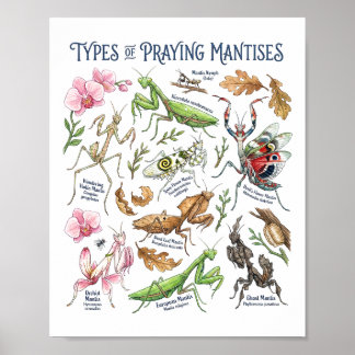 Poster Mantes Religieuses Aquarelle Botanique Art Insecte