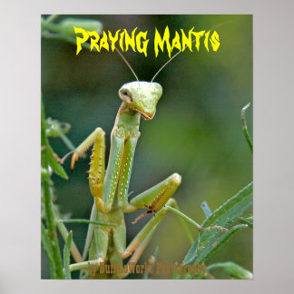 Poster Mantis 475