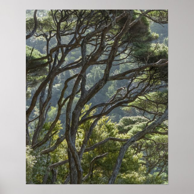Poster Manuka Tree Forest Nouvelle-Zélande (Devant)