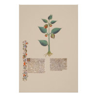 Manuscrit Plante médiéval Alkekengi