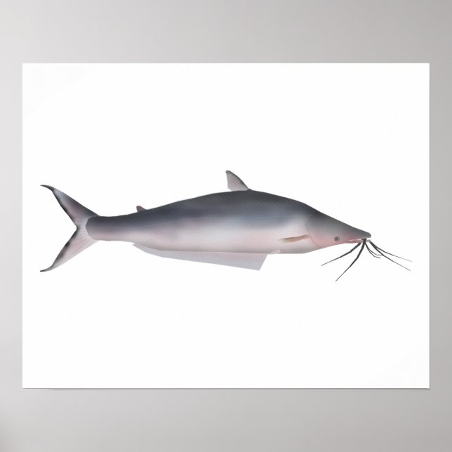 Poster Mapará (Devant)