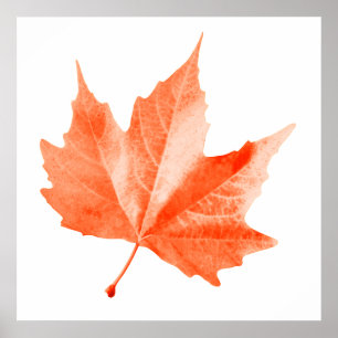 Poster Maple autumn