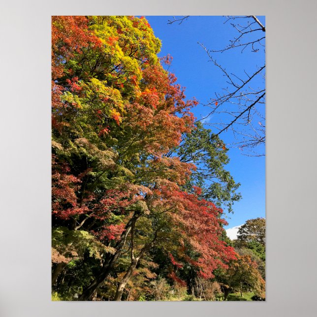 Poster Maples colorées vives (Devant)
