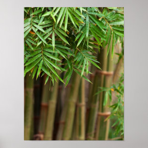 Poster Maquette de Bamboo Zen