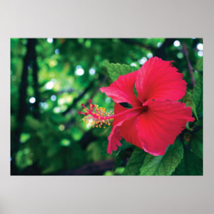 Poster Mar Pacifico Flower 28" x 20"