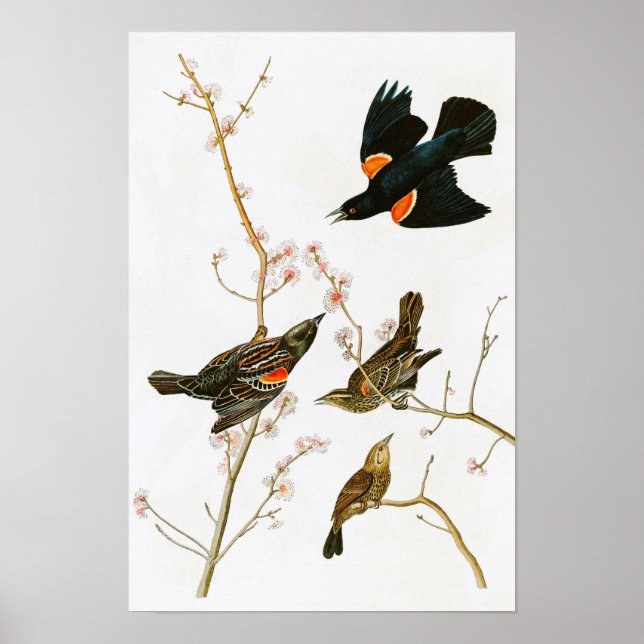 Poster Marais Blackbird John Audubon Oiseaux d'Amérique (Devant)
